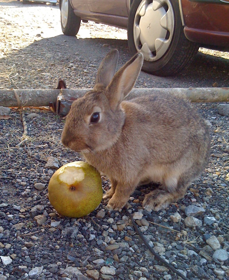 Rabbit01.jpg