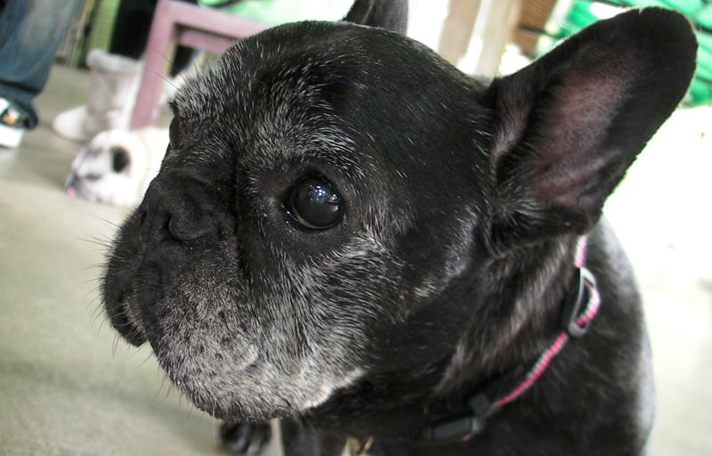 Dog01.jpg