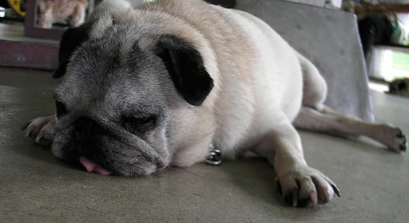 Dog02.jpg