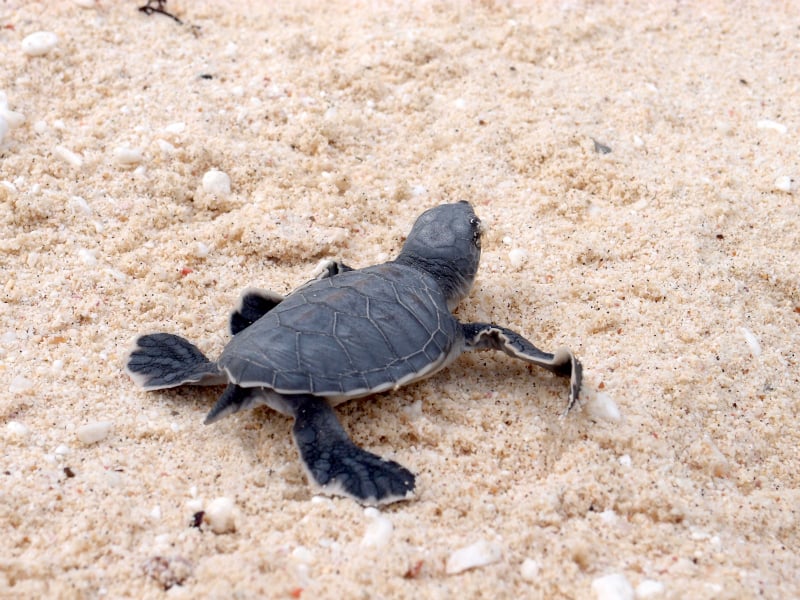 turtlebaby.jpg