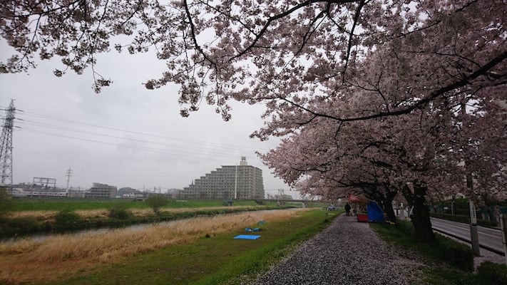 sakura.jpeg