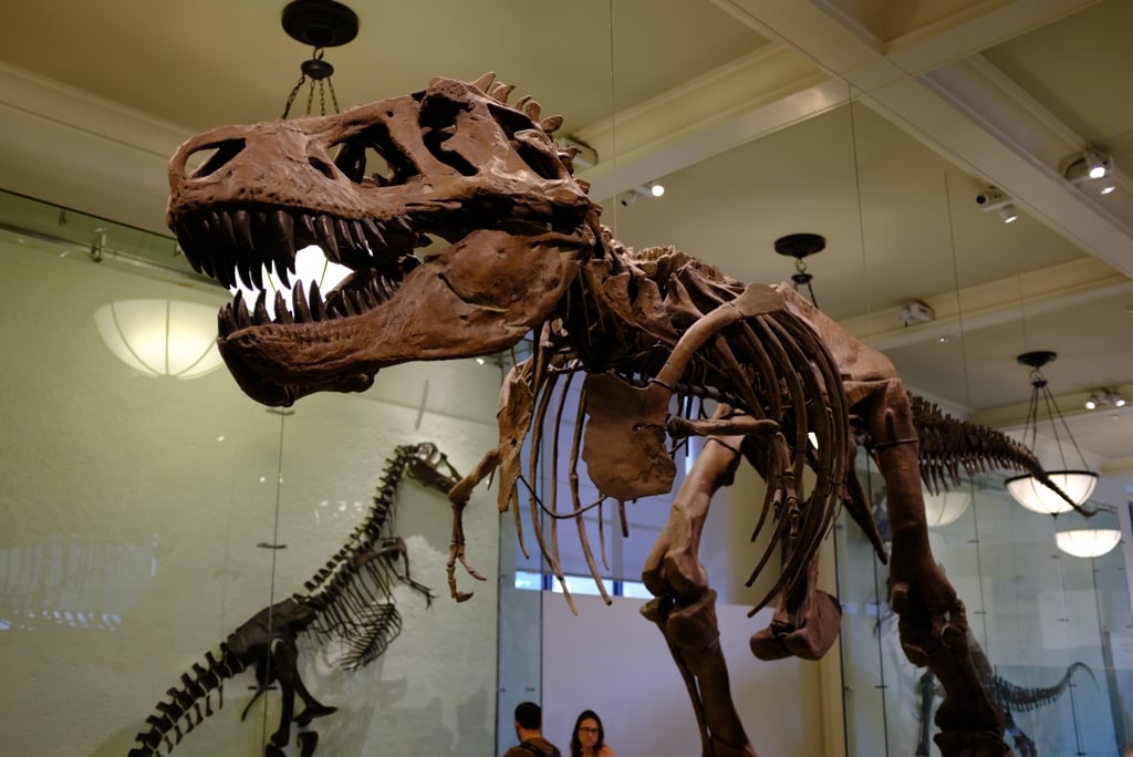 AmericanMuseumofNaturalHistory03.jpg
