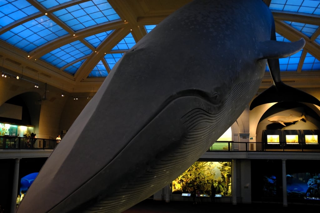 AmericanMuseumofNaturalHistory04.jpg