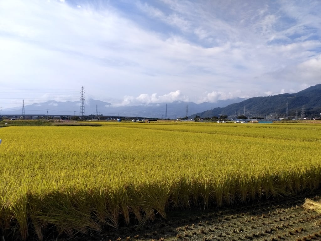 Farmer01.jpg