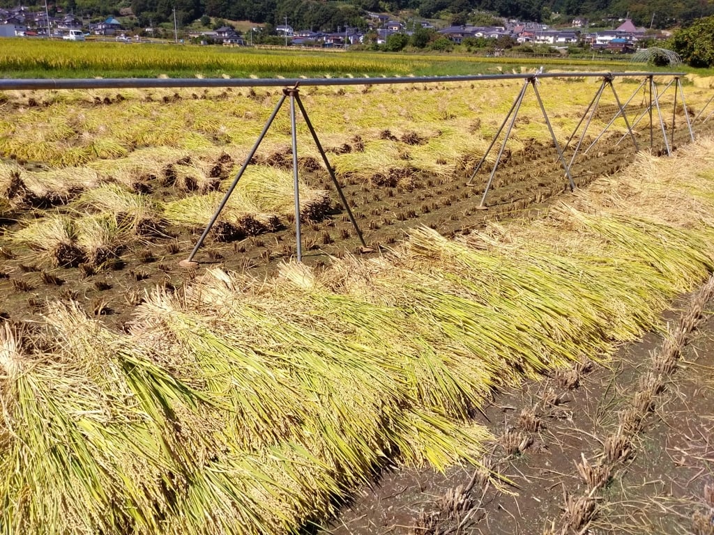 Farmer04.jpg