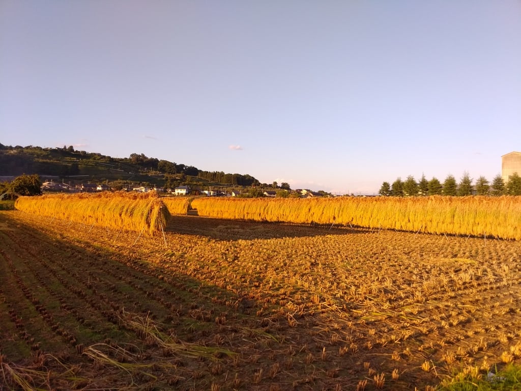 Farmer08.jpg
