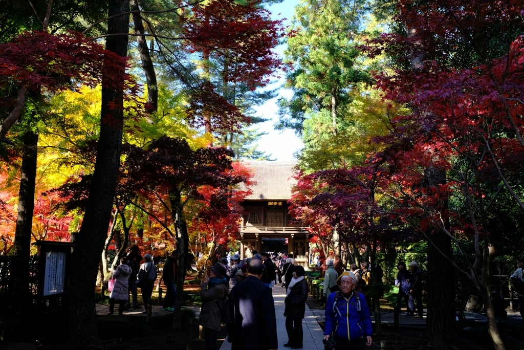 AutumnLeaves03.jpg