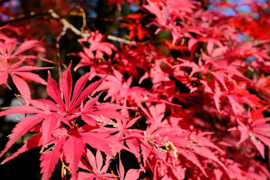 AutumnLeaves05.jpg