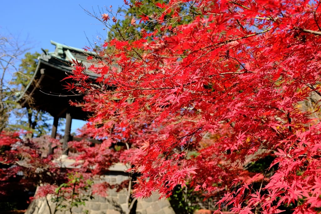 AutumnLeaves06.jpg