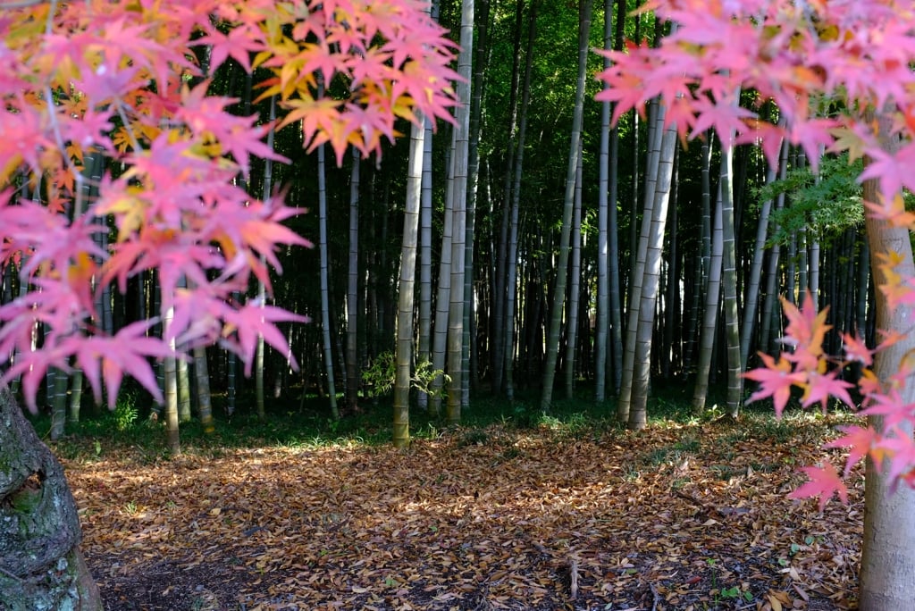 AutumnLeaves07.jpg