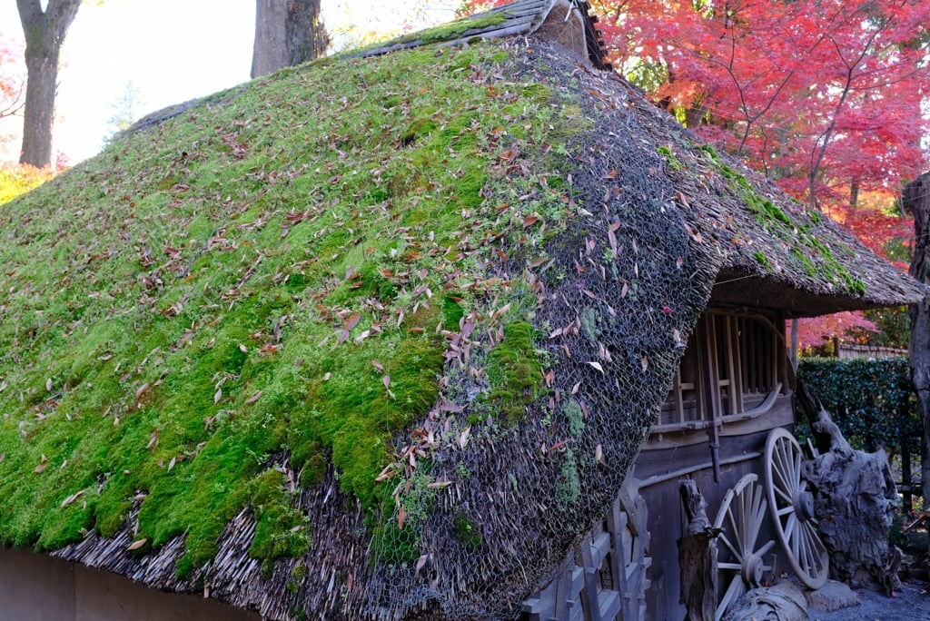 AutumnLeaves08.jpg