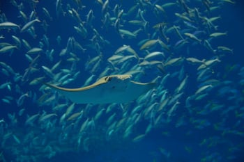 Okinawa16.jpg