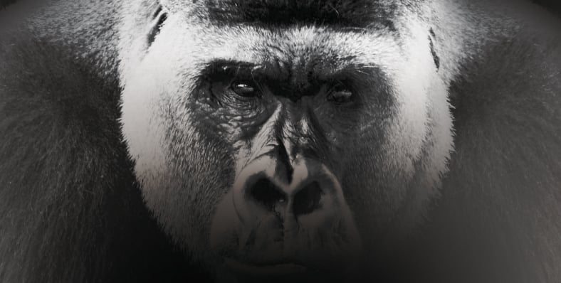 Ip19_gorilla.jpg