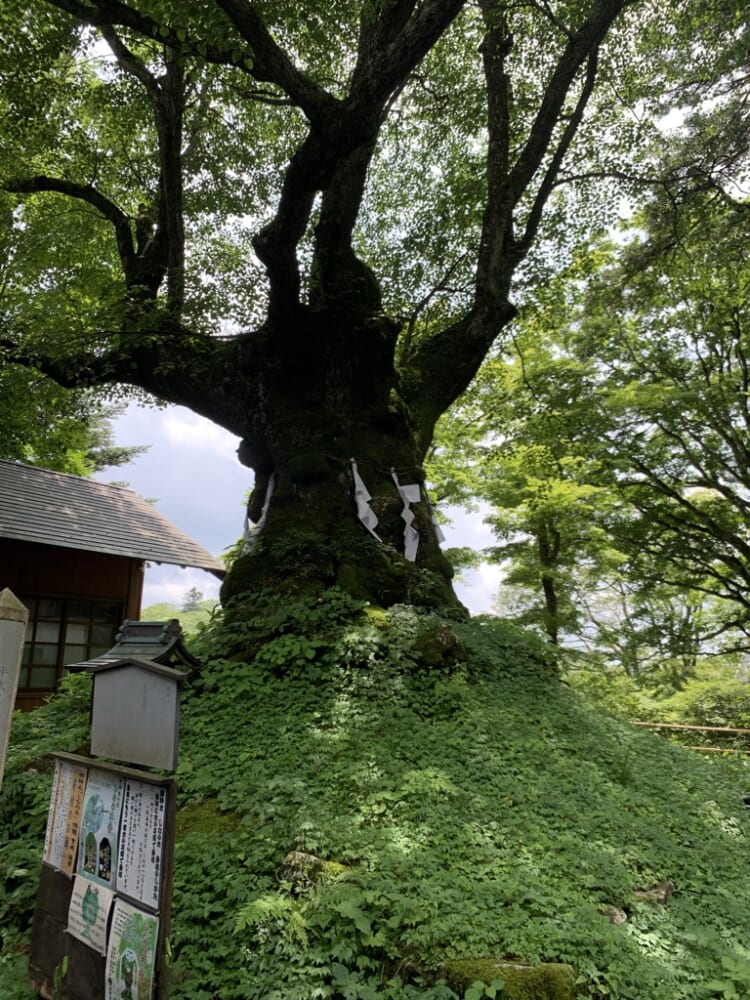 A10d48de-36bf-4158-8290-dd43aae660c1_1_105_c.jpeg