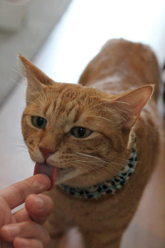 E3d95461-3c5c-4bfb-a930-ac4c66c32410.jpeg