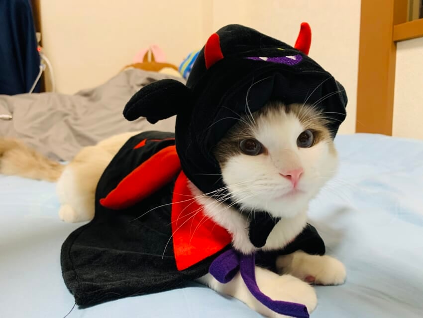 20220411_blog_kasumi_004.jpeg