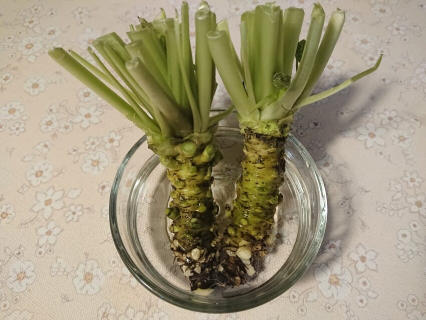 Wasabi_01.jpg