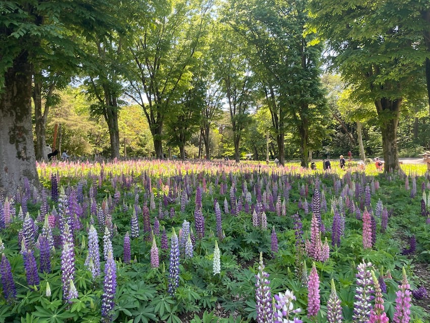 04_lupinus.jpg