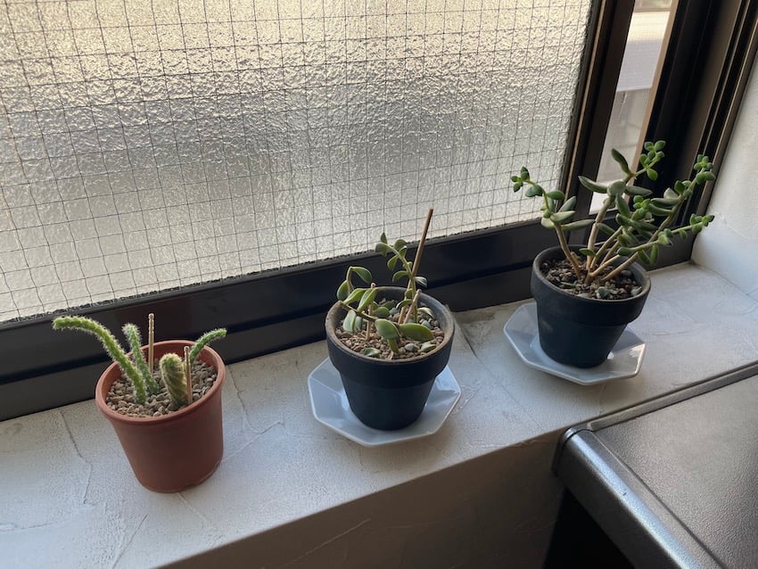 03_replanted.jpg
