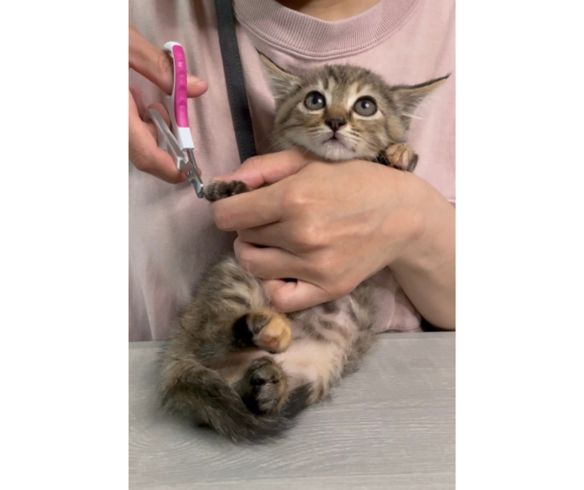 今のところ従順なチビで、初めての爪切りもちゃんとできました！