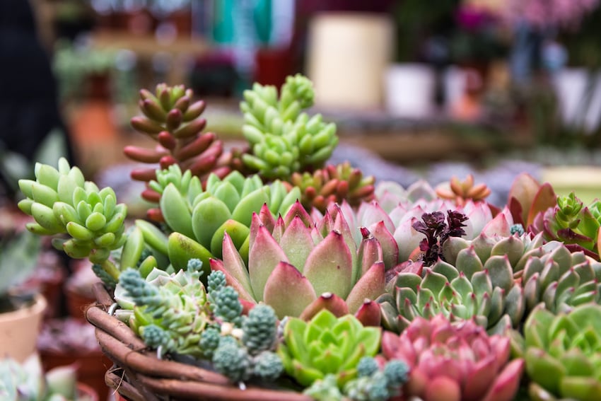 Rectangular-arrangement-of-succulents-cactus-succulents-in-a-planter.jpg