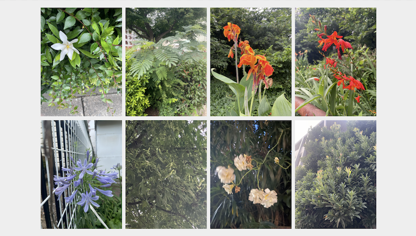 05_flowers.png