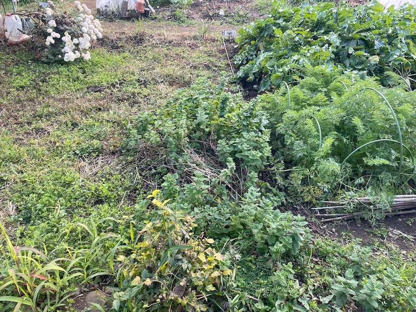 02_mint-1.jpg