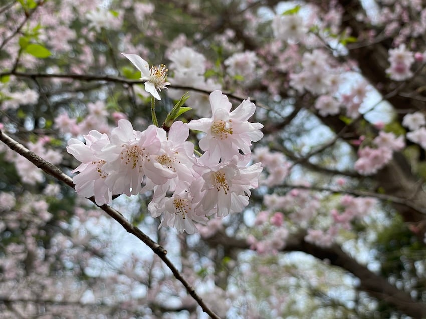04_sakura-1.jpg