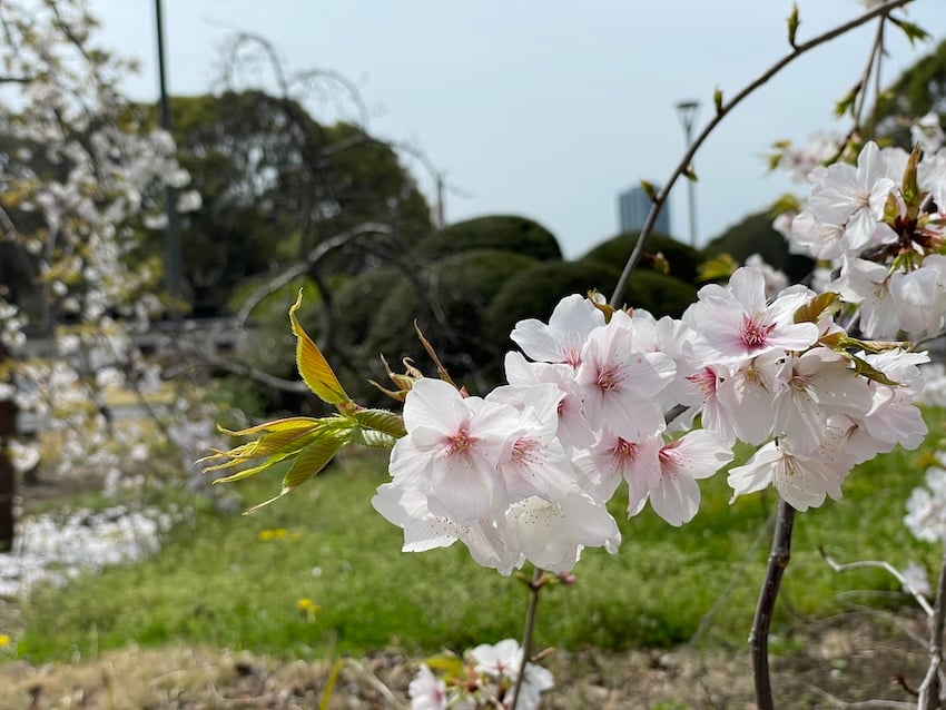 05_sakura.jpg