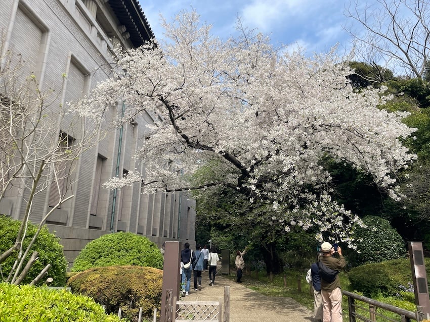 06_sakura.jpg