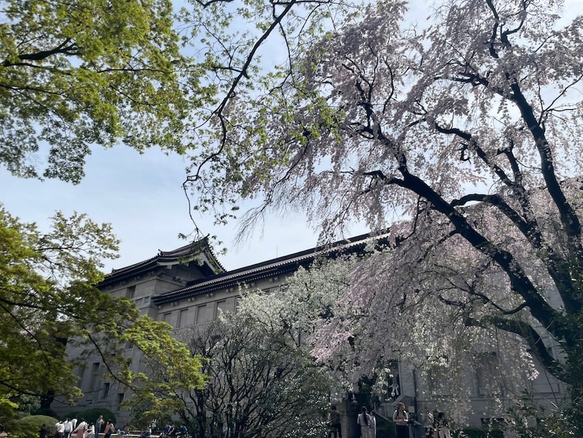 07_sakura.jpg