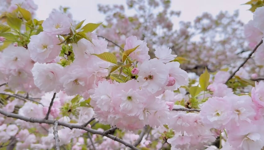 20240411_blog-_kasumi_3.jpg