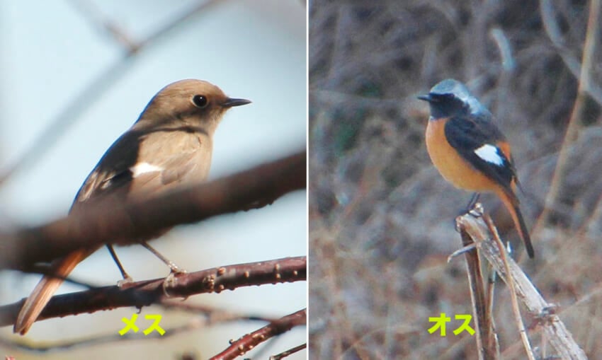 ジョウビタキ.jpg