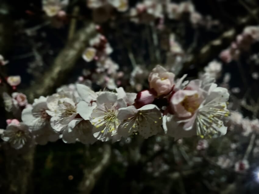 Ce2865b5-6d72-499e-b2b0-b355f318340e-2（大）.jpeg