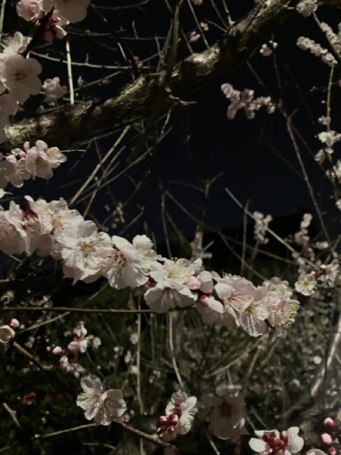 Img_7798（中）.jpeg