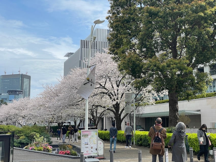01_sakura.jpg